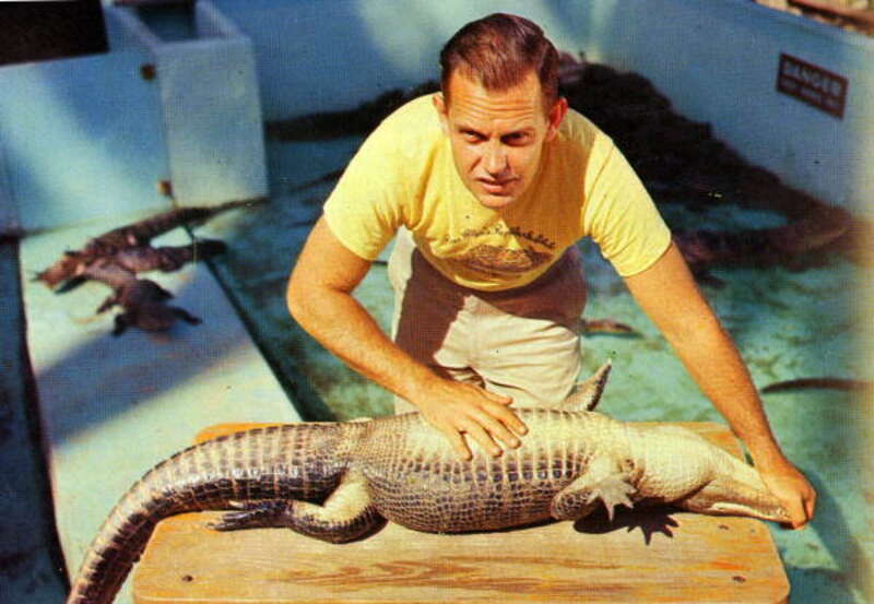 Persistent URL: http://floridamemory.com/items/show/241844
Local call number: PC07259
Title: Alligator being "put to sleep" at the Ross Allen Reptile Institute, Silver Springs, Florida
Date: ca. 1960
Physical descrip: 1 postcard - col. - 9 x 14