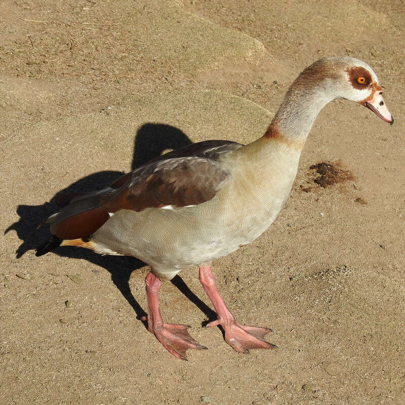 Egyptian Goose (Alopochen aegyptiaca)