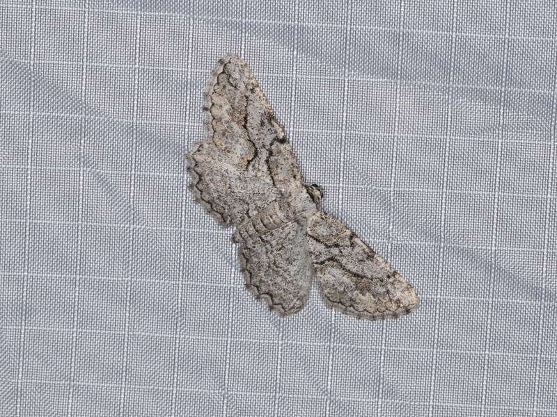 Anavitrinella pampinaria (Guenée, 1857), to actinic light, Mitchell Canyon, Mount Diablo State Park, California, USA, 4 June 2018