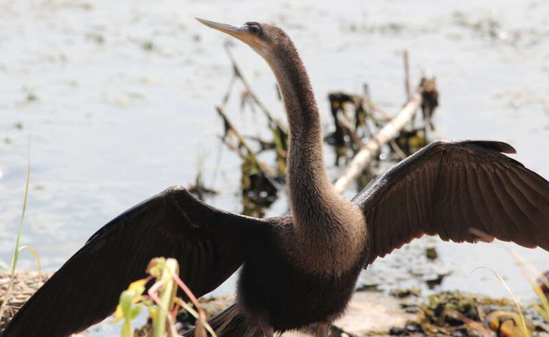 Anhingha (female)