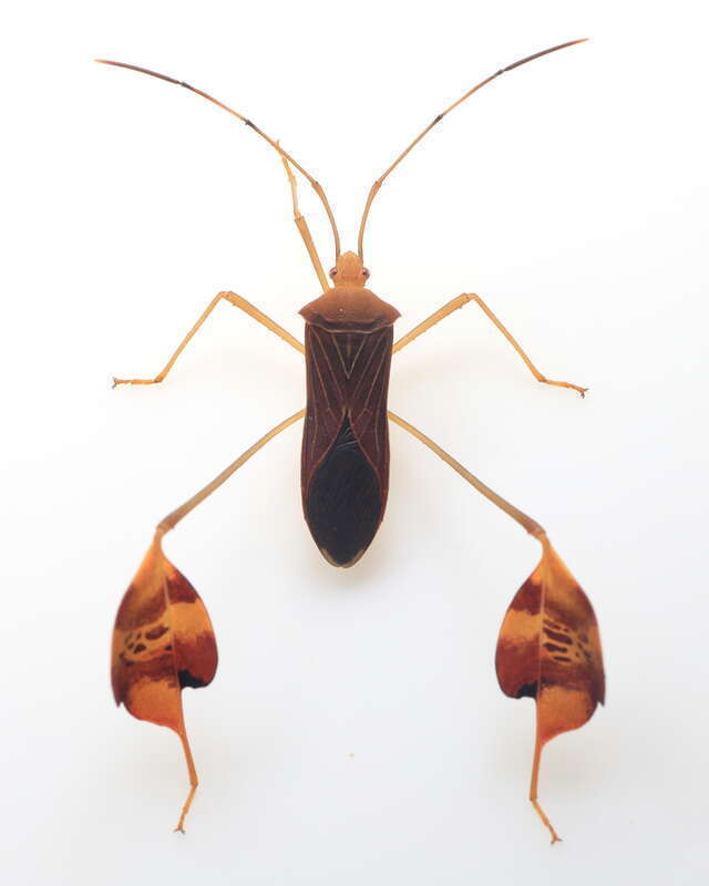 Flag-footed Bug (Anisoscelis affinis)