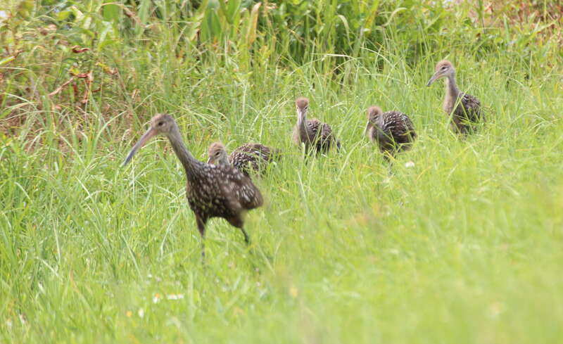Limpkin family