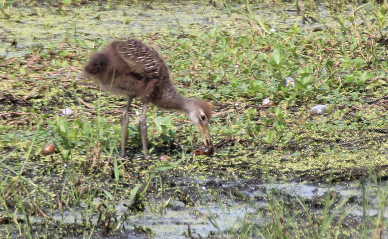 Limpkin (juvenile), with food