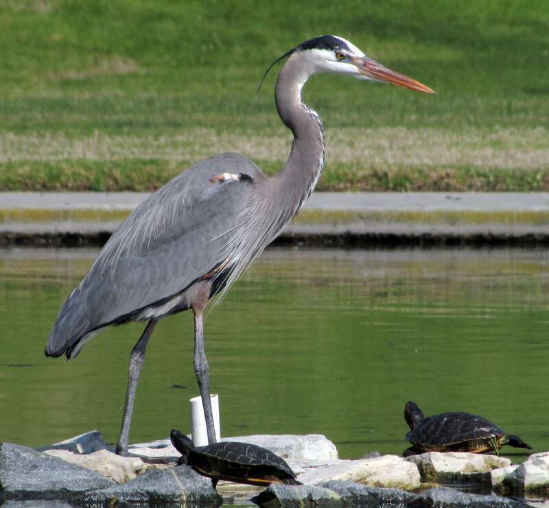 Great blue heron - Ardea herodias
Location: Ralph B. Clark

Identification: The bird has a plume which indicates (according to the Wikipedia article) that it is an adult, however the bird seemed unusually small for an adult great blue heron.  The