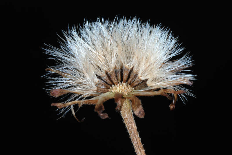Aster tataricus
