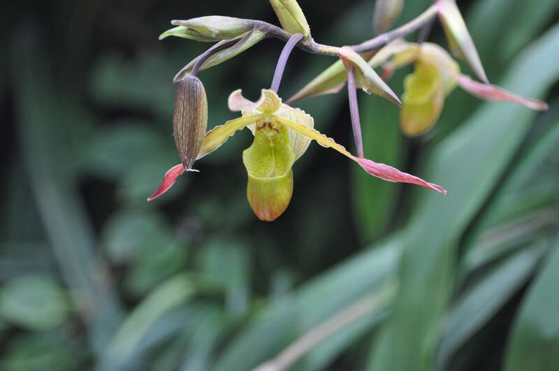 Atlanta Botanical Gardens