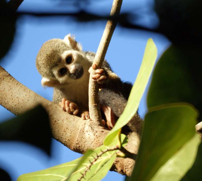 Squirrel monkeys roam freely on the 35 acre grounds of the Bonnet House Museum &amp; Gardens in Fort Lauderdale, Florida.