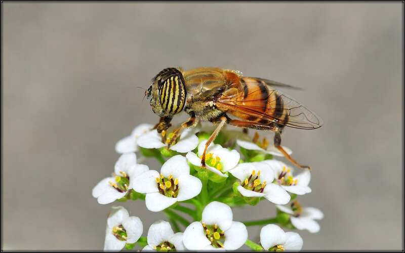 
500px provided description: Crazy striped eyes on these flies. [#macro ,#flower ,#bokeh ,#close-up ,#closeup ,#fly ,#insect ,#bug ,#drone fly ,#striped eyes ,#Eristalinus ,#band-eye drone fly]