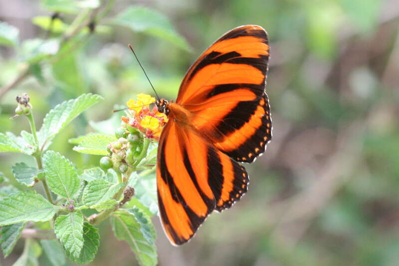 Dryadula phaetusa