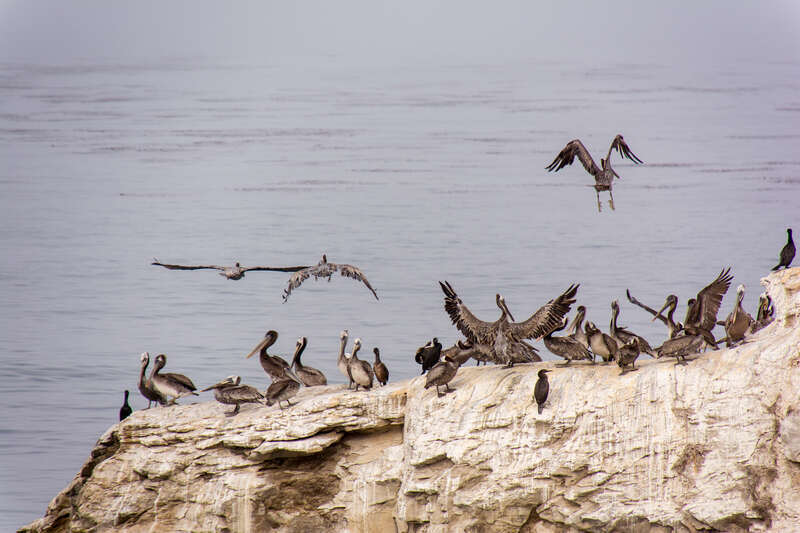 Birds at Natural Bridges State Beach
