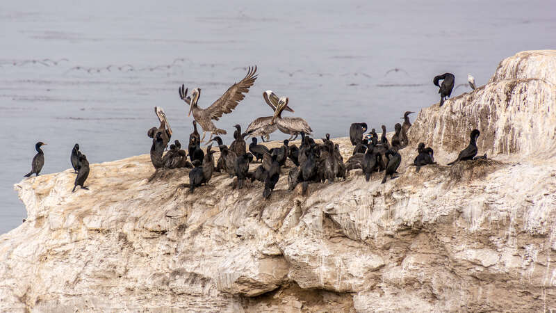 Birds at Natural Bridges State Beach