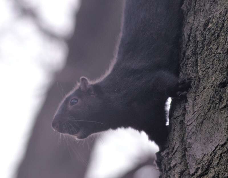 Black Squirrel