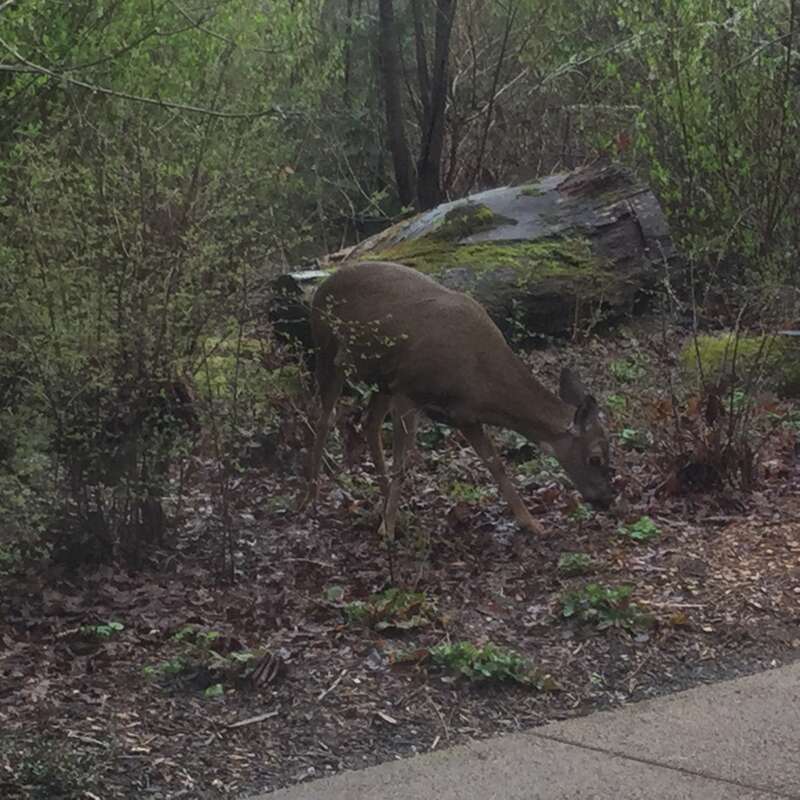 There has been a pair of female deer in the uplands of Jackson Bottom Wetlands as the lower lands are flooded. They are quite used to having people near them.