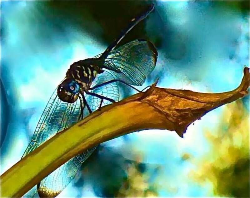 This is one of my favorites. . . taken at the Grapevine botanical gardens, in Texas.  This little dragon fly stuck with me for about a half hour, letting me take his picture.  I have yet to find such a willing flying participant!