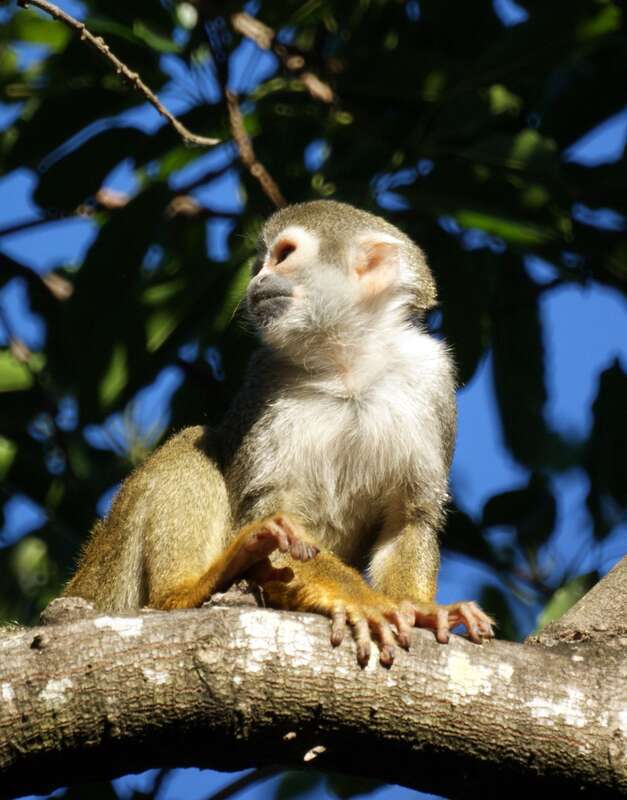 Squirrel monkeys roam freely on the 35 acre grounds of the Bonnet House Museum &amp; Gardens in Fort Lauderdale, Florida.