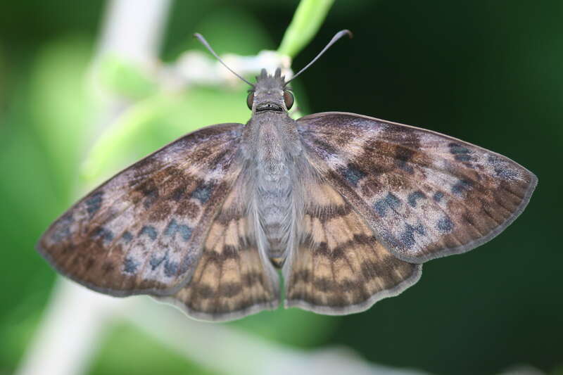 Brown-banded skipper (Timochares ruptifasciatus)
