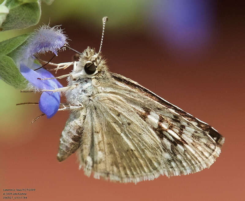 Desert Checkered-Skipper (Burnsius philetas)