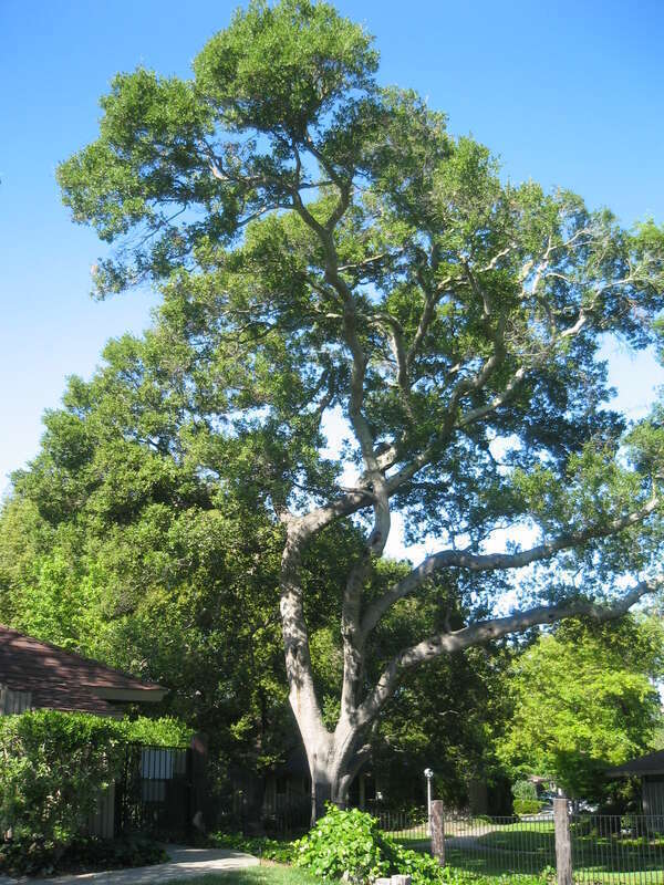 Calif. Live Oak