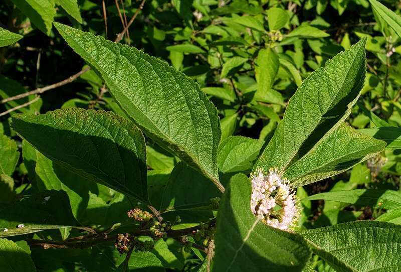 Callicarpa americana at Memorial Park in Houston, Texas