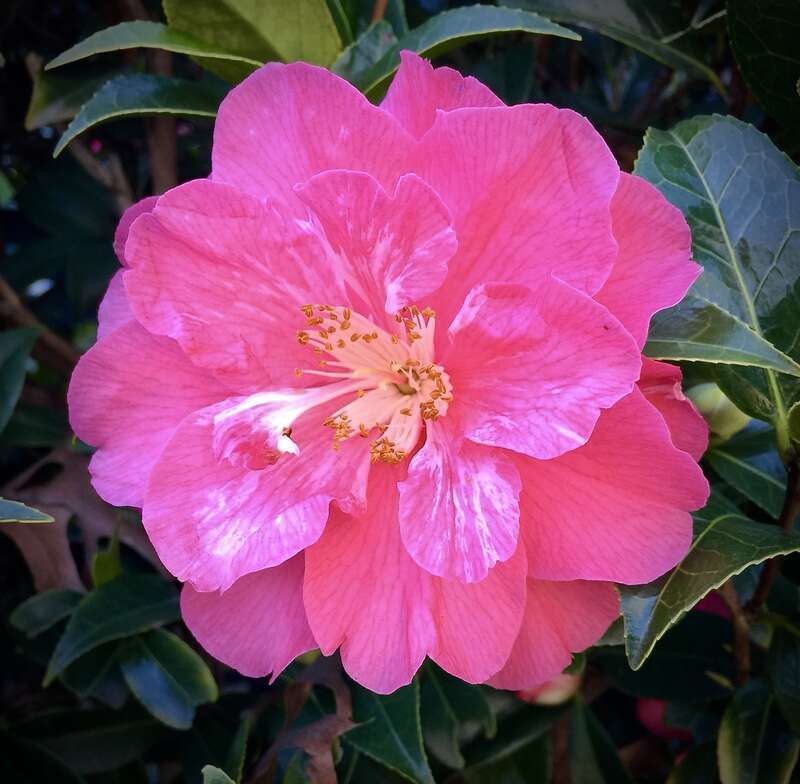 The camellias were the highlight for this short visit to Palo Alto's fabulous Gamble Garden. The pink &amp; whites varieties were particularly prime. I didn't copy the horticultural name.