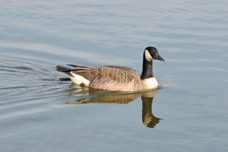 Canada Goose (Branta canadensis) swimming in Palatine, Illinois, USA.