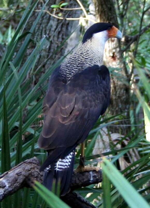 A Northern Caracara (also called Northern Crested Caracara) at Brevard Zoo, Florida, USA.