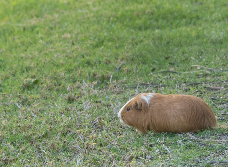 Domestic Guinea Pig (Cavia porcellus)