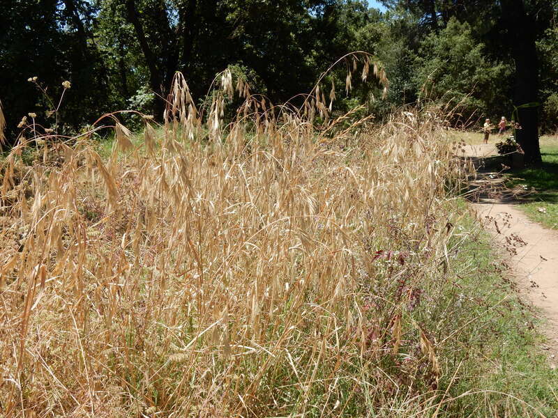 Ceratochloa carinata
