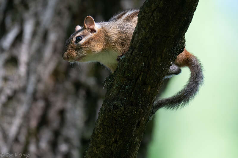 Chipmonk in a tree
