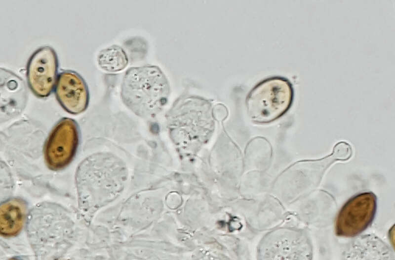 milky conecap (Conocybe apala)