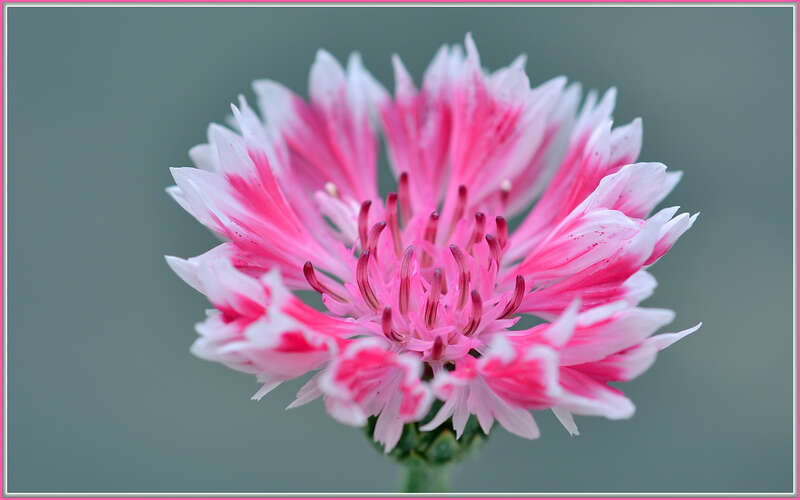 
500px provided description: Fresh cornflower, open for business. [#flowers ,#spring ,#color ,#macro ,#flower ,#floral ,#bokeh ,#closeup ,#pink ,#garden ,#flora ,#blossom ,#bloom ,#cornflower ,#flower center]