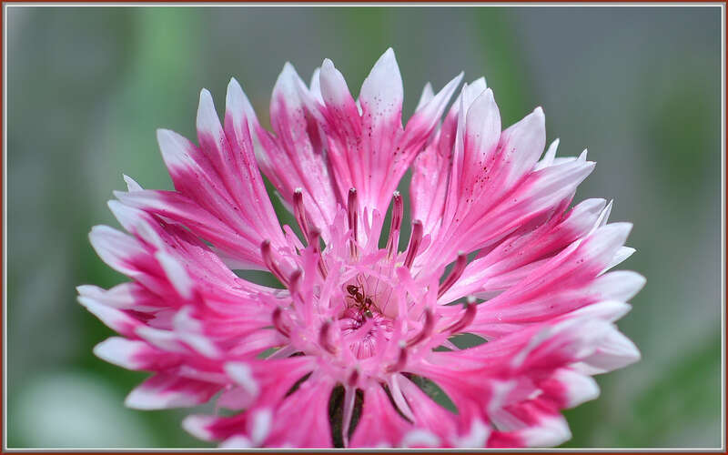 
500px provided description: Dumb ant, I planted these cornflowers to attract Agapostemon, and I'm hoping to see some soon.  :-) [#flowers ,#spring ,#macro ,#flower ,#bokeh ,#plant ,#white ,#pink ,#garden ,#ant ,#cornflower ,#bachelor's button]