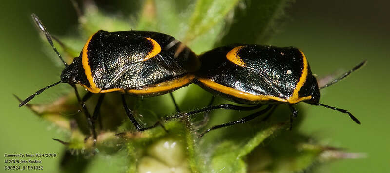 Cosmopepla decorata