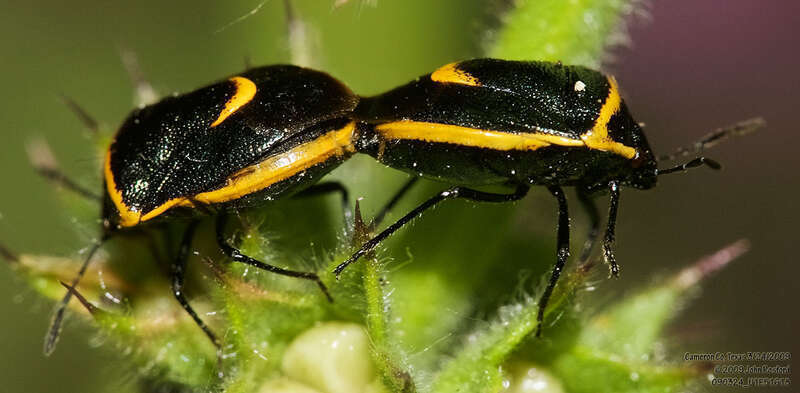 Cosmopepla decorata