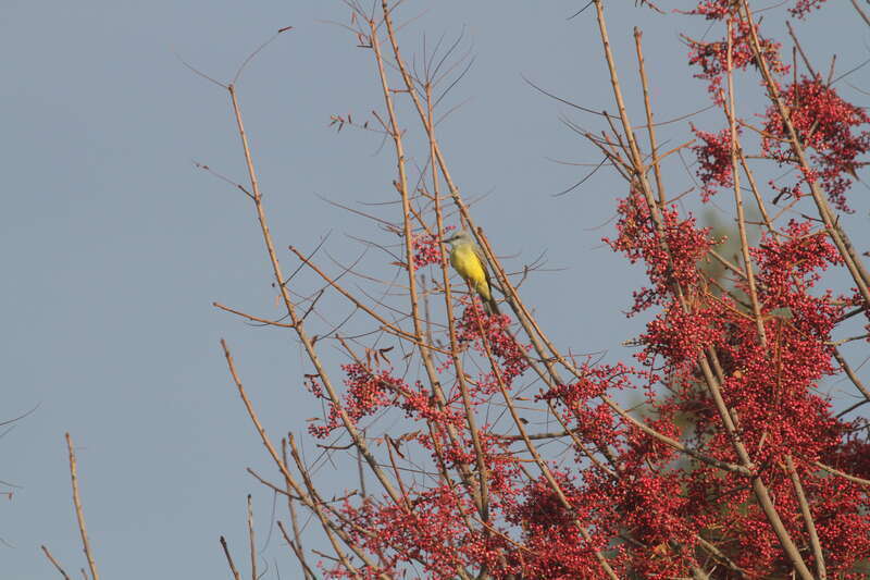 Couch's Kingbird