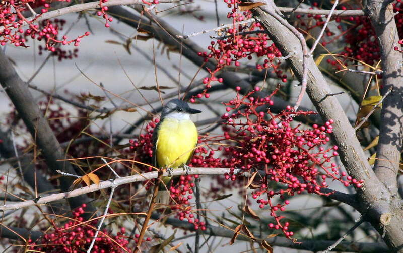 Couch's Kingbird