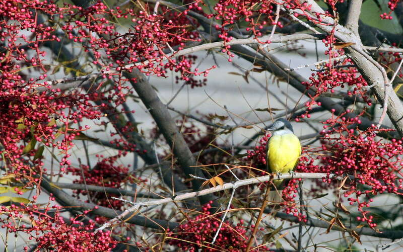 Couch's Kingbird