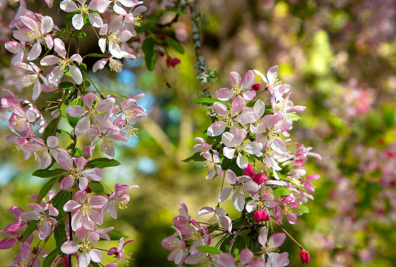 Crabapple.jpg