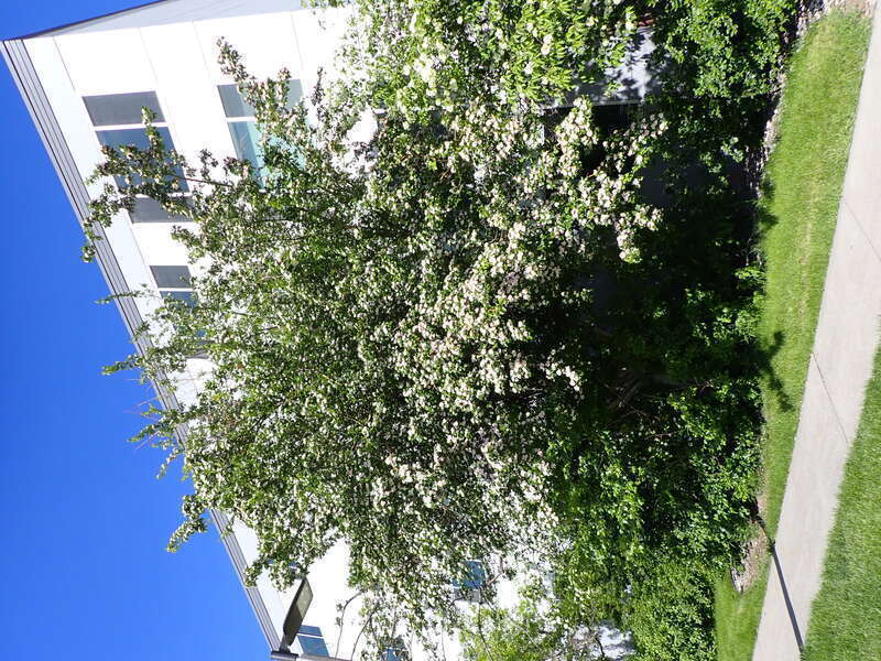 Crataegus × mordenensis is a hybrid that arose between two species in the genus Crataegus, Crataegus laevigata and Crataegus succulenta. From Wikipedia, en.wikipedia.org/wiki/Crataegus_%C3%97_mordenensis. This site is on the campus of Montana State