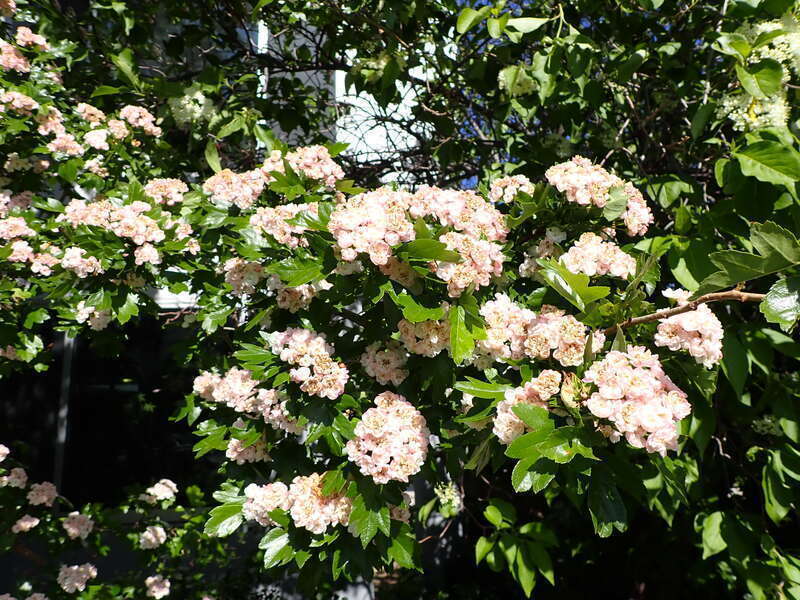 Crataegus × mordenensis is a hybrid that arose between two species in the genus Crataegus, Crataegus laevigata and Crataegus succulenta. From Wikipedia, en.wikipedia.org/wiki/Crataegus_%C3%97_mordenensis. This site is on the campus of Montana State