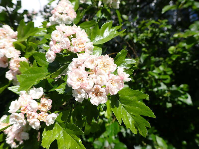 Crataegus × mordenensis is a hybrid that arose between two species in the genus Crataegus, Crataegus laevigata and Crataegus succulenta. From Wikipedia, en.wikipedia.org/wiki/Crataegus_%C3%97_mordenensis. This site is on the campus of Montana State