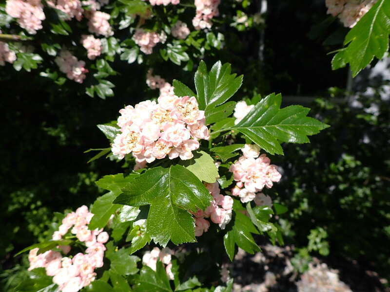 Crataegus × mordenensis is a hybrid that arose between two species in the genus Crataegus, Crataegus laevigata and Crataegus succulenta. From Wikipedia, en.wikipedia.org/wiki/Crataegus_%C3%97_mordenensis. This site is on the campus of Montana State