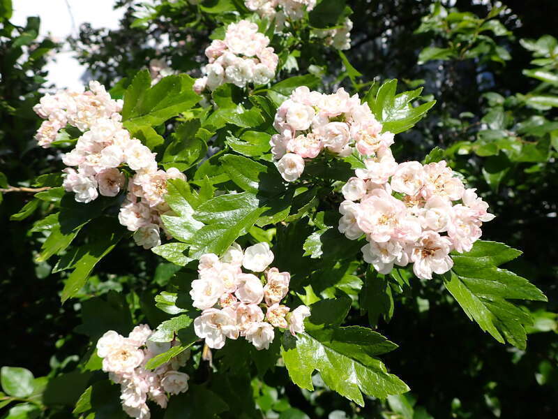 Crataegus × mordenensis is a hybrid that arose between two species in the genus Crataegus, Crataegus laevigata and Crataegus succulenta. From Wikipedia, en.wikipedia.org/wiki/Crataegus_%C3%97_mordenensis. This site is on the campus of Montana State