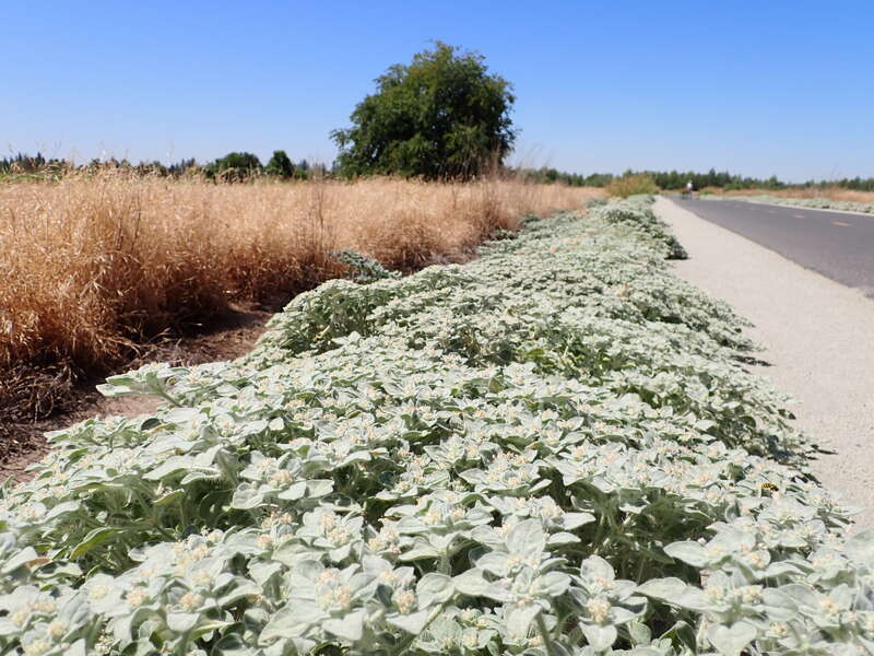 Turkey mullein consistently abundant over the decades along the American River trail system in the Sacramento area of California.