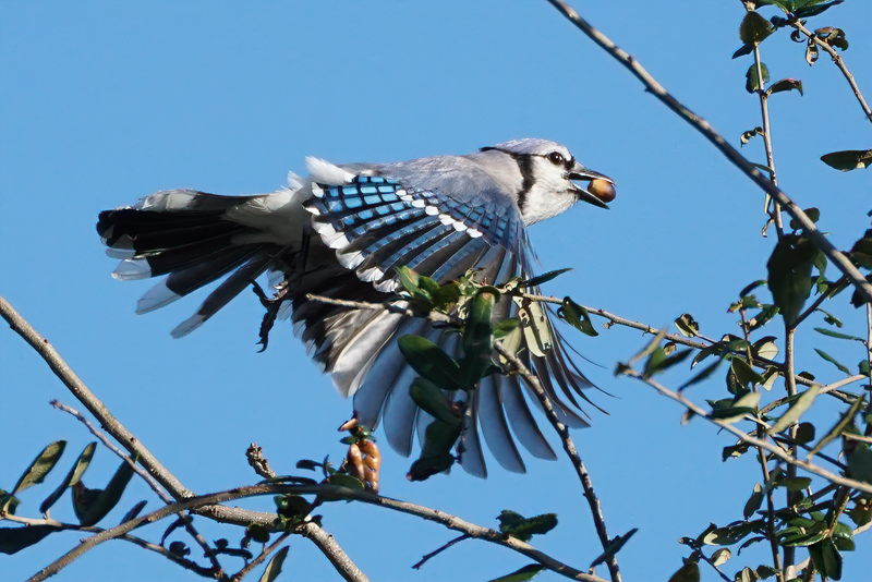 Blue Jay Cyanocitta cristata semplei, Coconut Creek, Florida, USA.