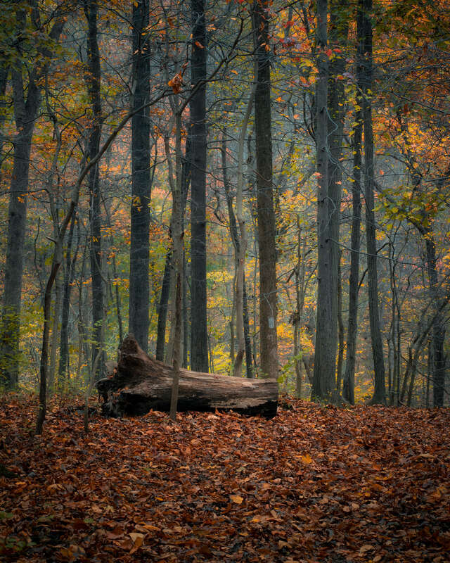 Croydon Creek Nature Center, Rockville, MD.