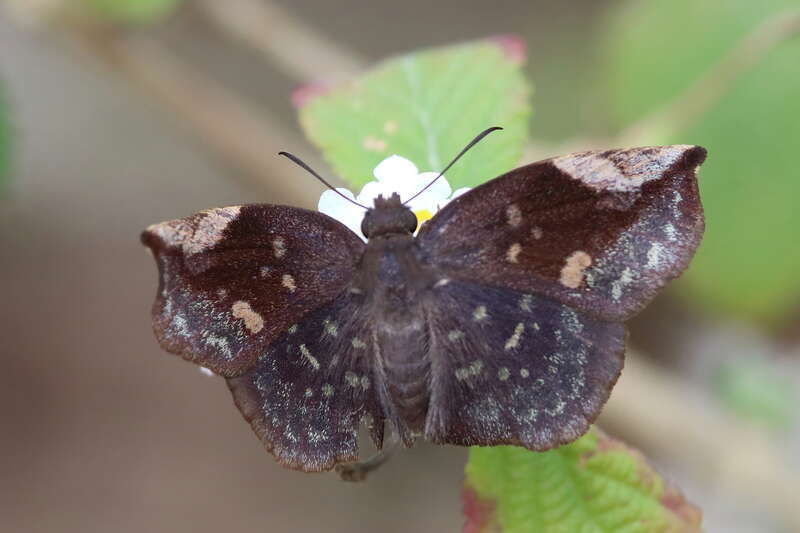 Sickle-winged Skipper (Eantis tamenund)