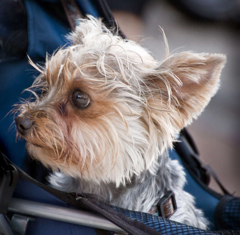 easy rider