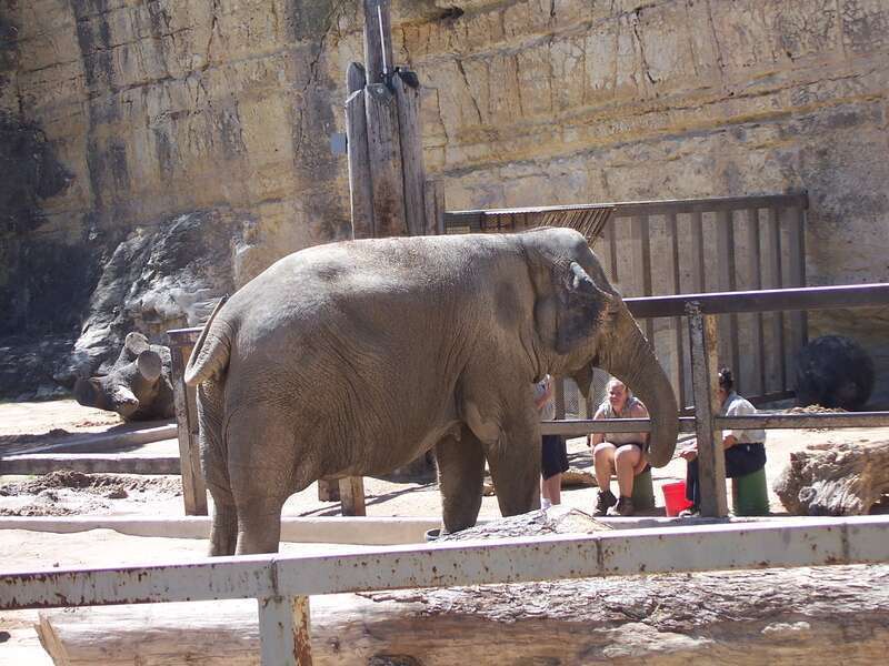 An Elephant at the San Antonio Zoo.