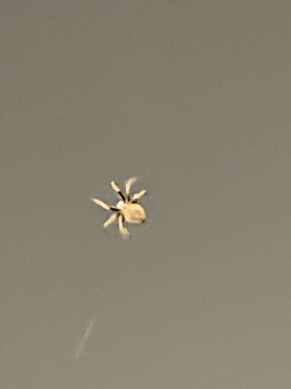 Tropical Orbweaver (Eriophora ravilla)
